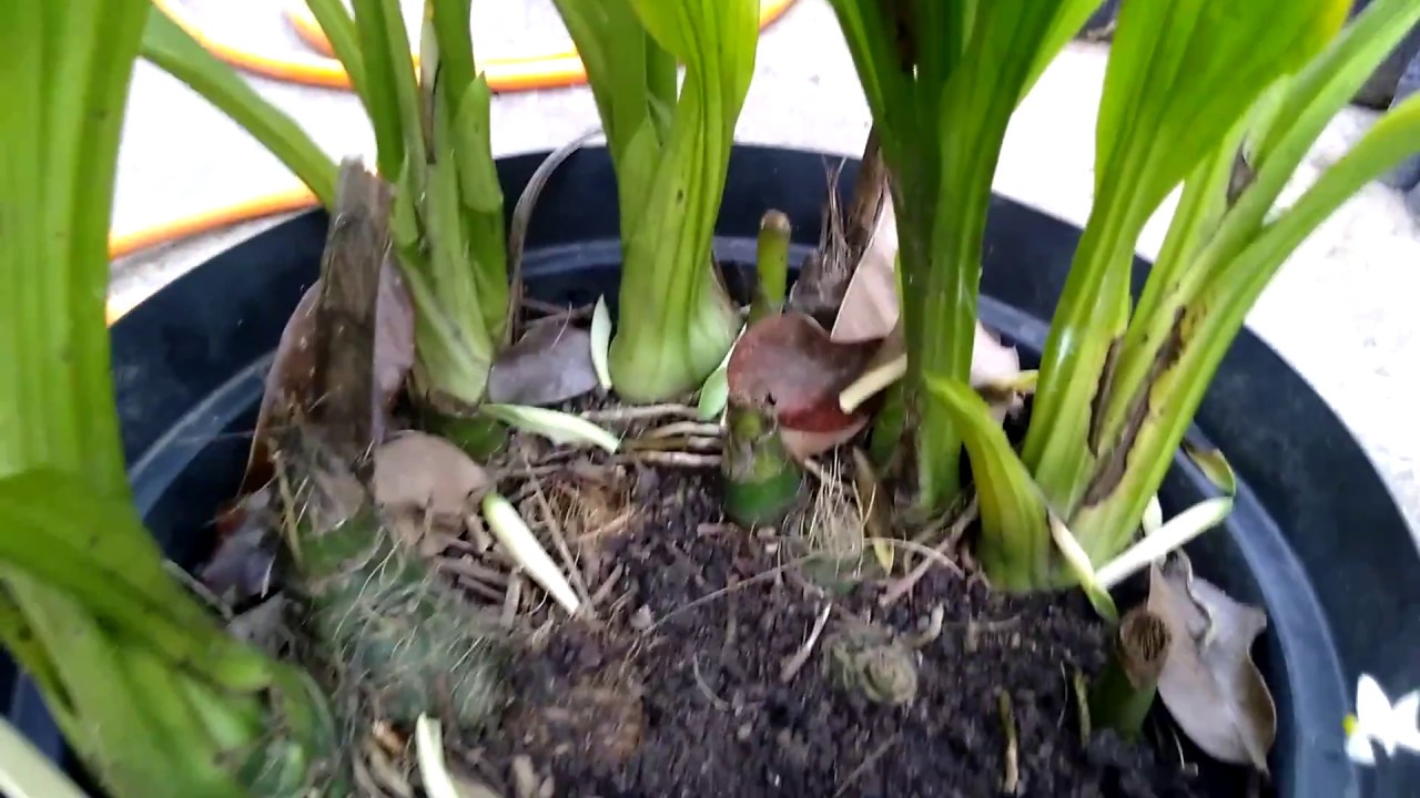 Fases do desenvolvimento de Phaius tankerville, Calanthe vestita e Ludisia discolor Pt1
