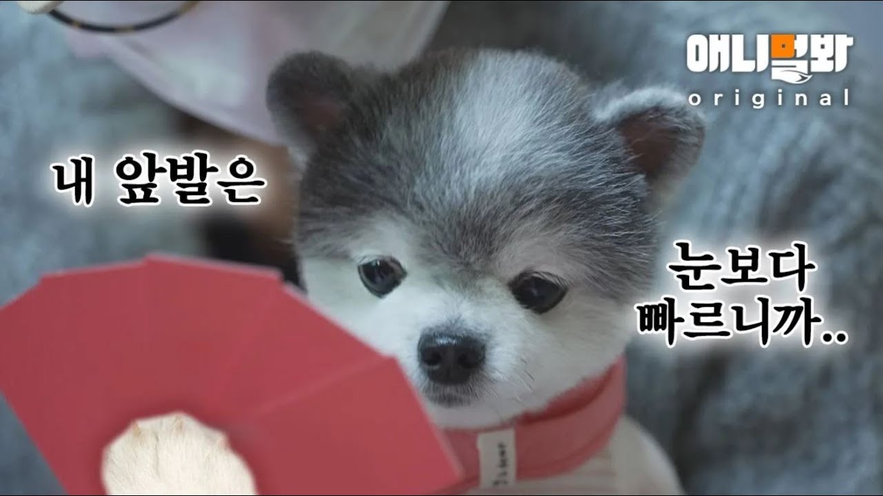 Сюрприз Хобби Собачка С Лицом Долли