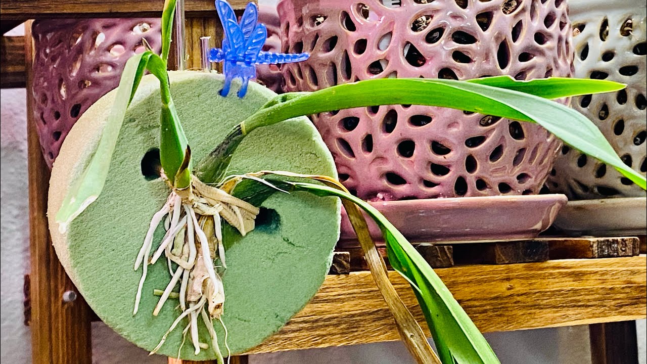 2 métodos de cultivo que ayudan a evitar pudrición en nuestras Orquídeas! ║Orquídeas en el mundo