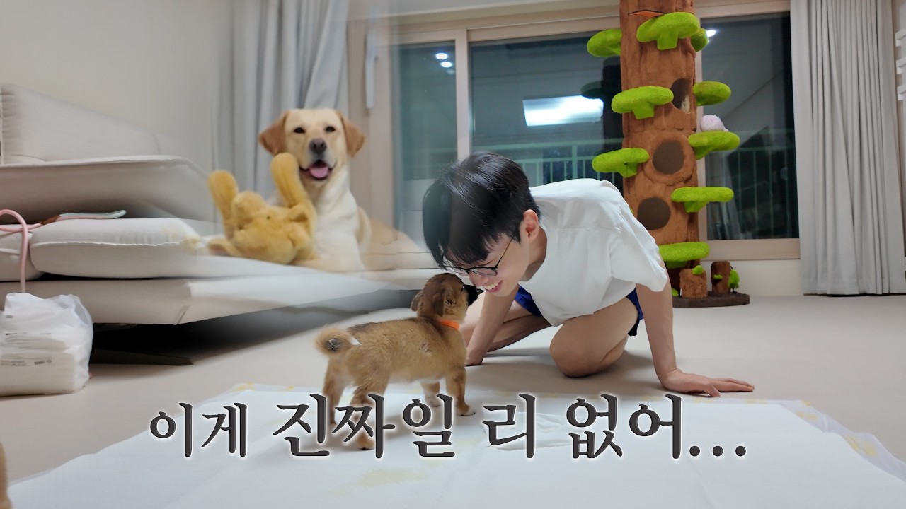 입양 보냅니다.