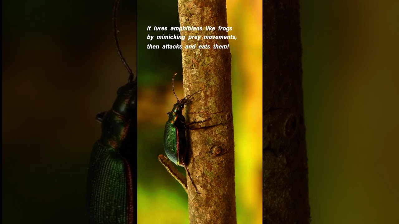 Predator in Disguise: The Deadly Trick of the Epomis Beetle