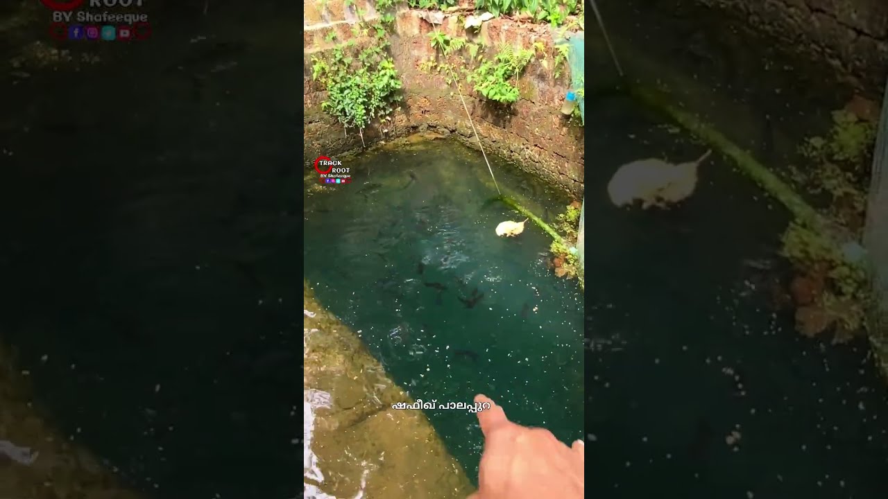 ഒരു ലക്ഷം വിയറ്റ്നാം വരാൽ കുഞ്ഞുങ്ങൾ  ബ്രീഡിങ് ചെയ്തു 