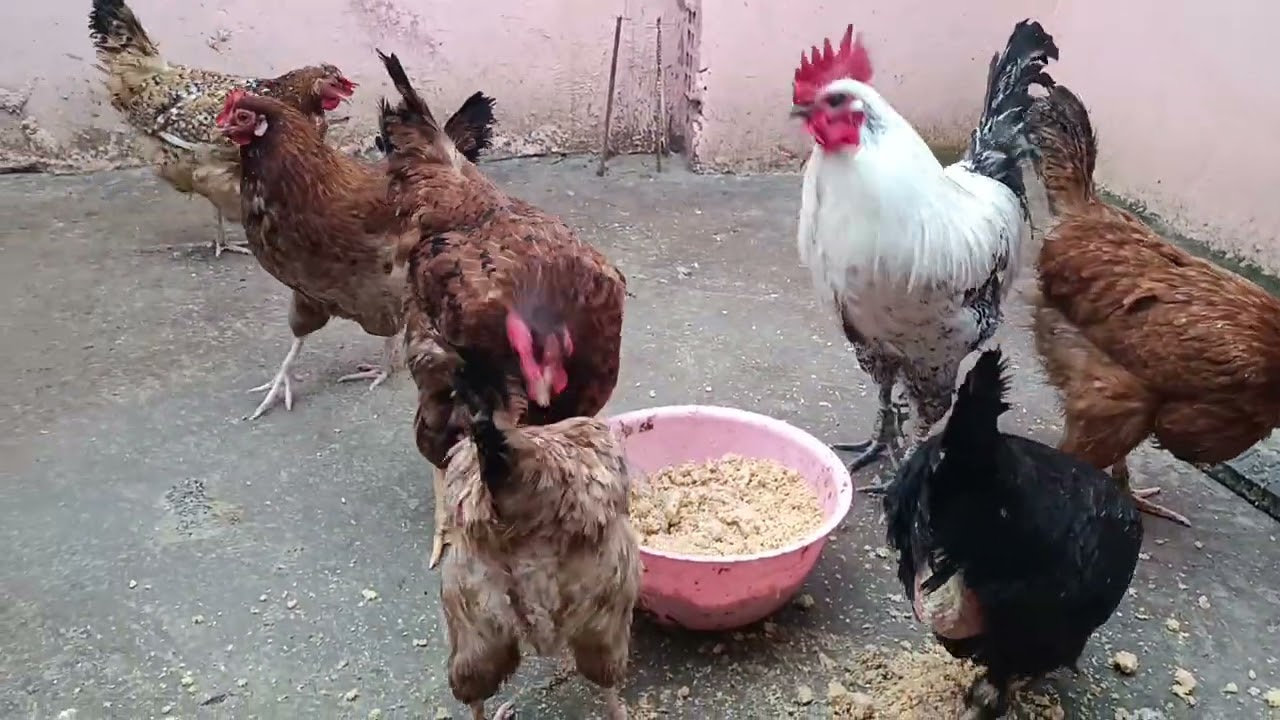 احلي نهار في الدار مع دجاجي 