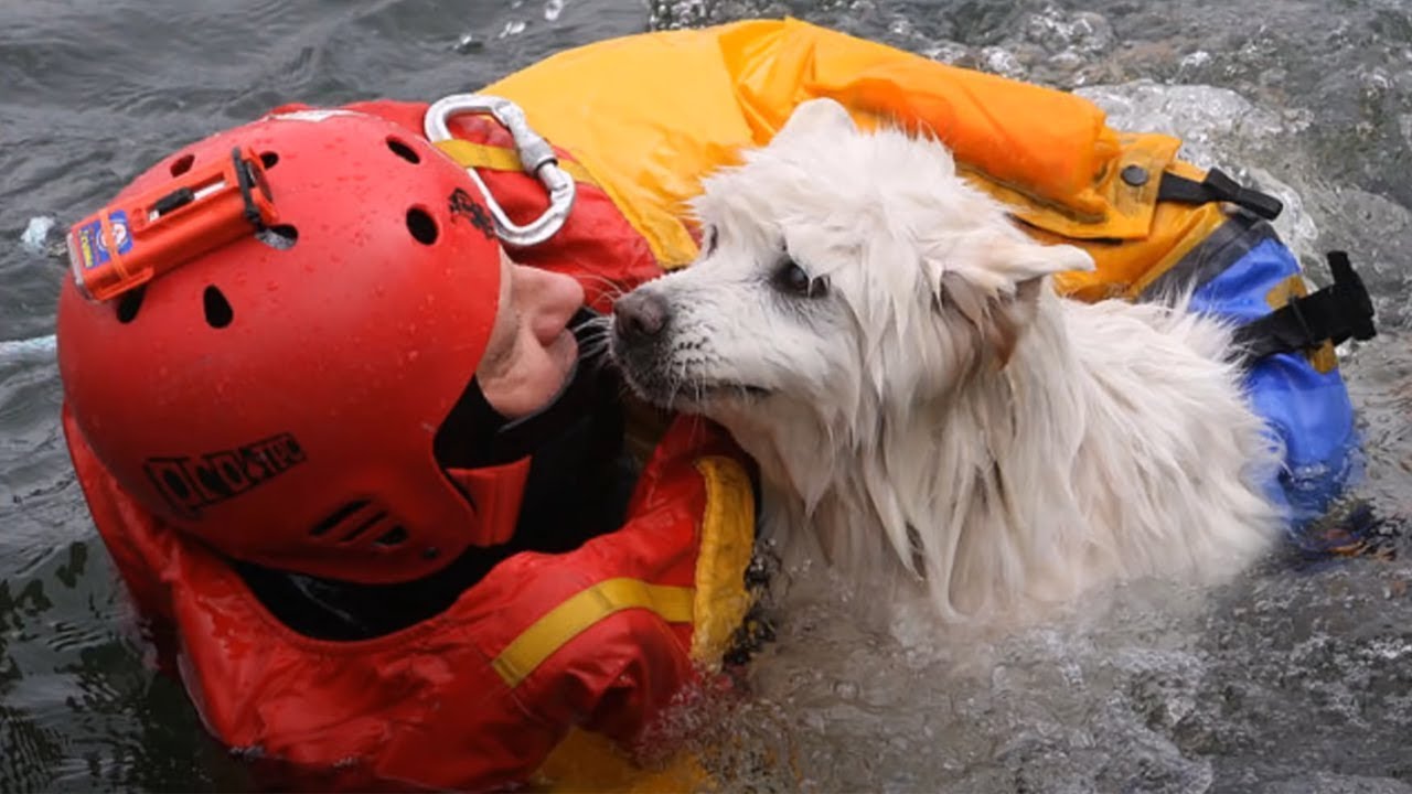 100 Heartwarming Acts Of Kindness Towards Animals That Will Go Straight Into Your Heart!