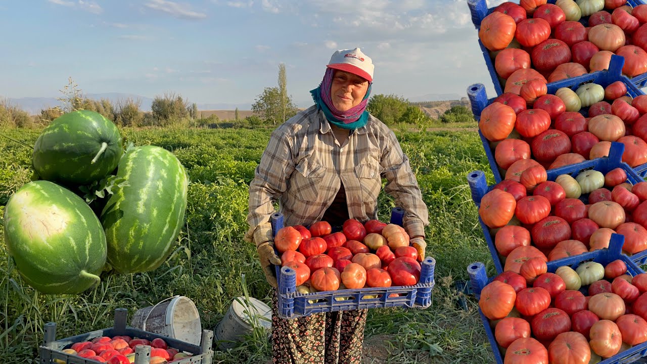 Bol Verimli Ata Tohumu Domates Hasadı |Haftada Bir Tarladayız❗️