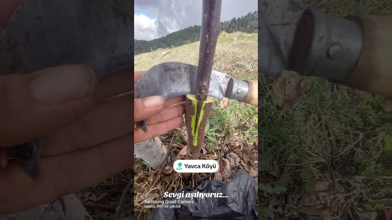 Dilcikli aşı #aşılama #farmer #pruning #valnut