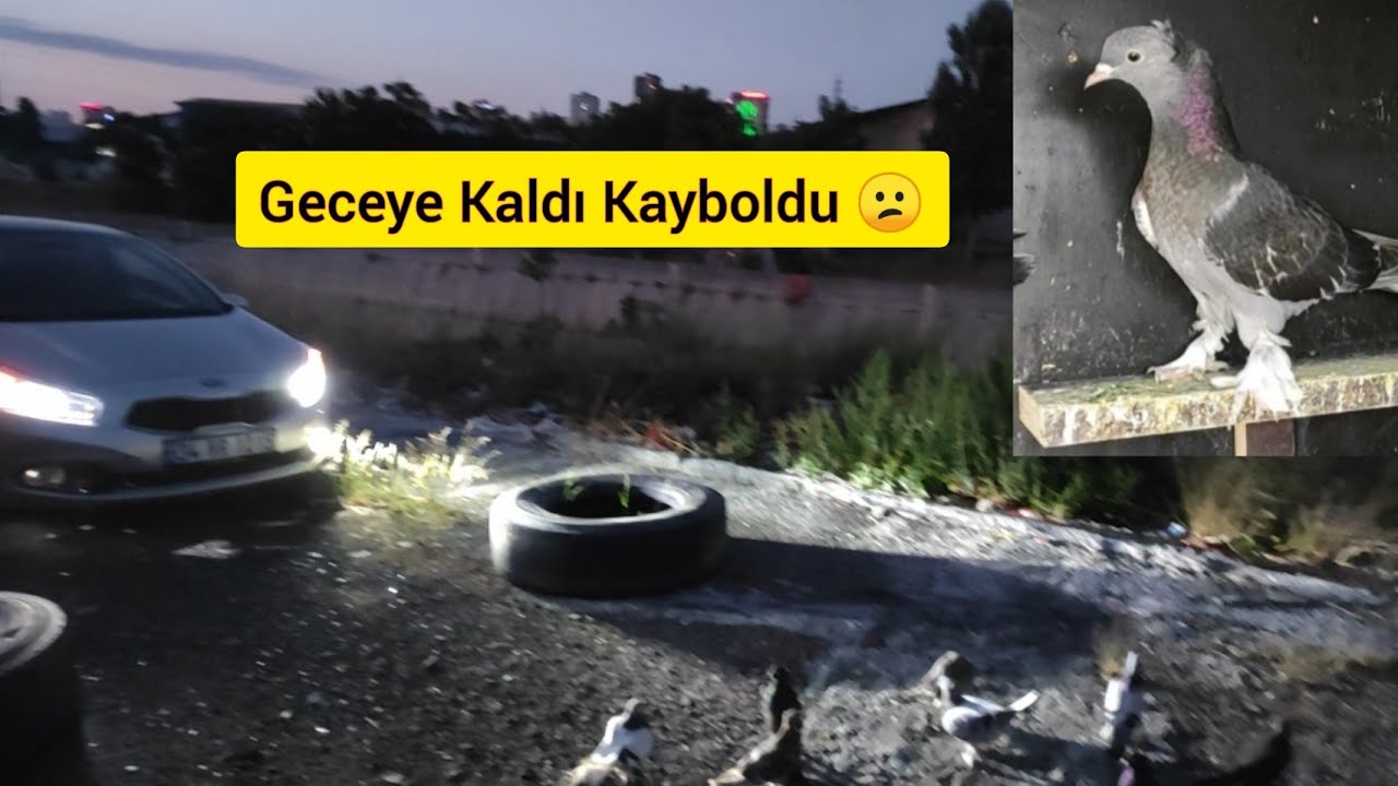 KUŞLARA ATMACA SALDIRDI ÇAKMAKLI GECEYE KALDI KAYBOLDU - Taklacı güvercin Oyunkuşu