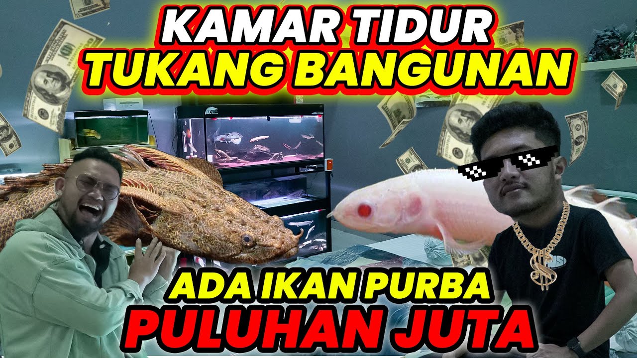 KOK BISA!!! KAMAR TIDUR TUKANG BANGUNAN ADA IKAN PULUHAN JUTA!! #AudreyA #KINGOFTHEJUNGLE