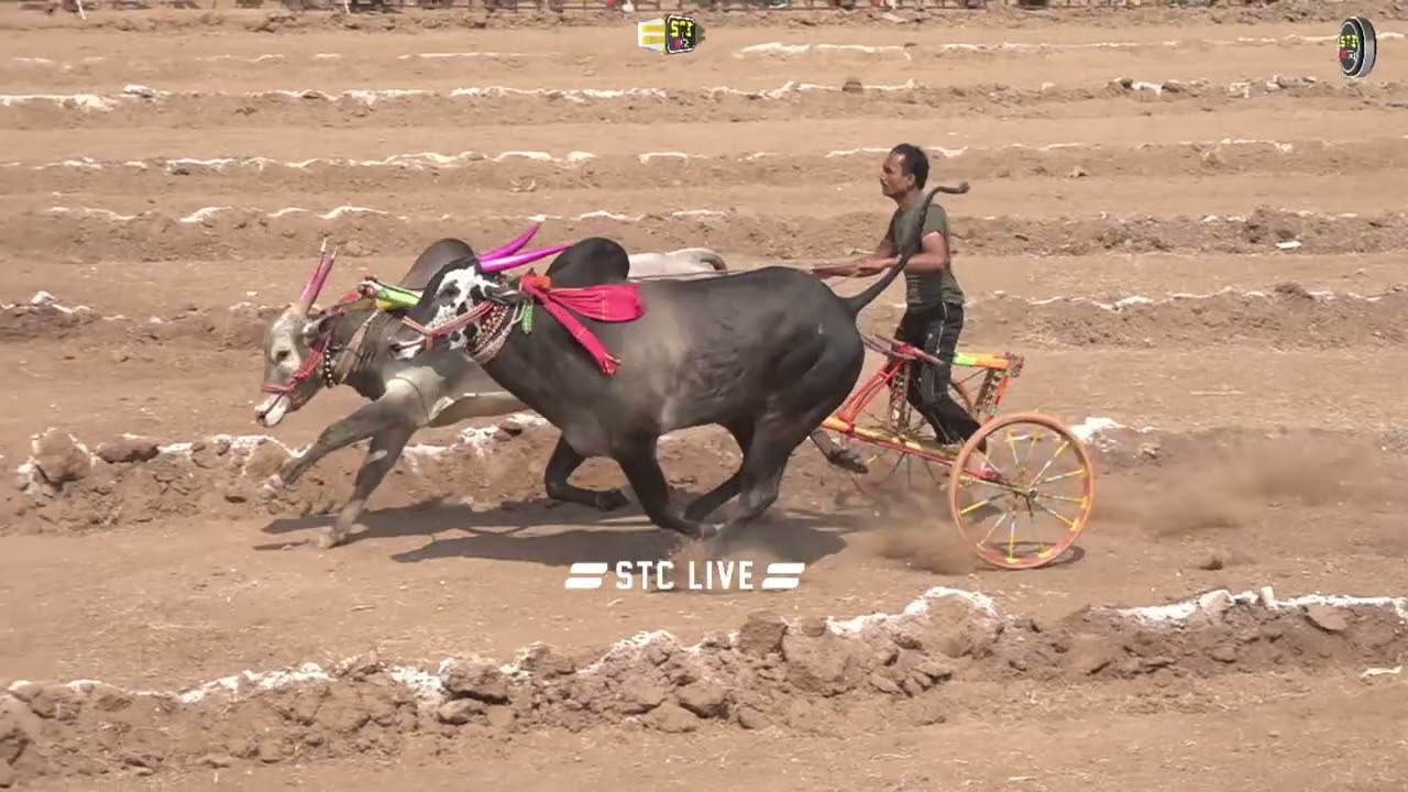 गट क्र- 18 भव्य आमदार केसरी एक दुसा एक बैल मैदान मौजे गिडेगाव पट्टी तालुका नेवासा