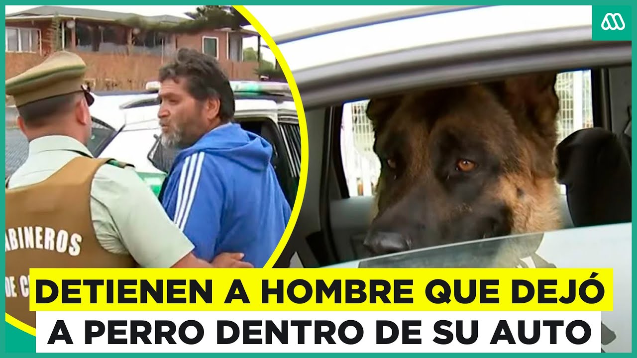 Detienen a conductor que dejó a perro encerrado en su auto en El Tabo