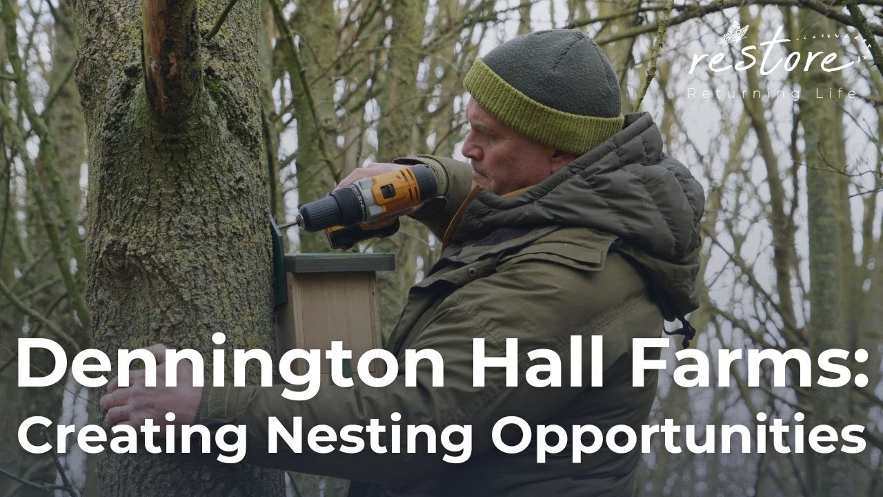 Dennington Hall: Creating Nesting Opportunities