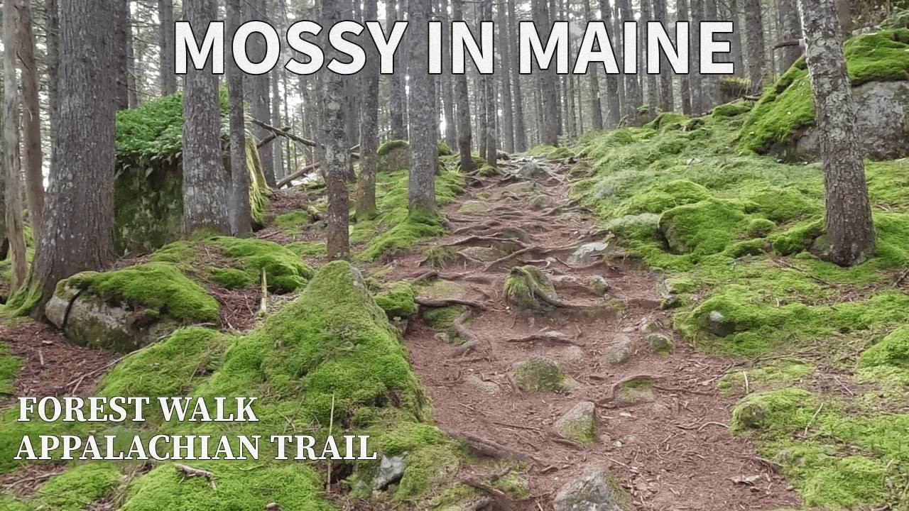 Hike to Scenic Boulder on Appalachian Trail