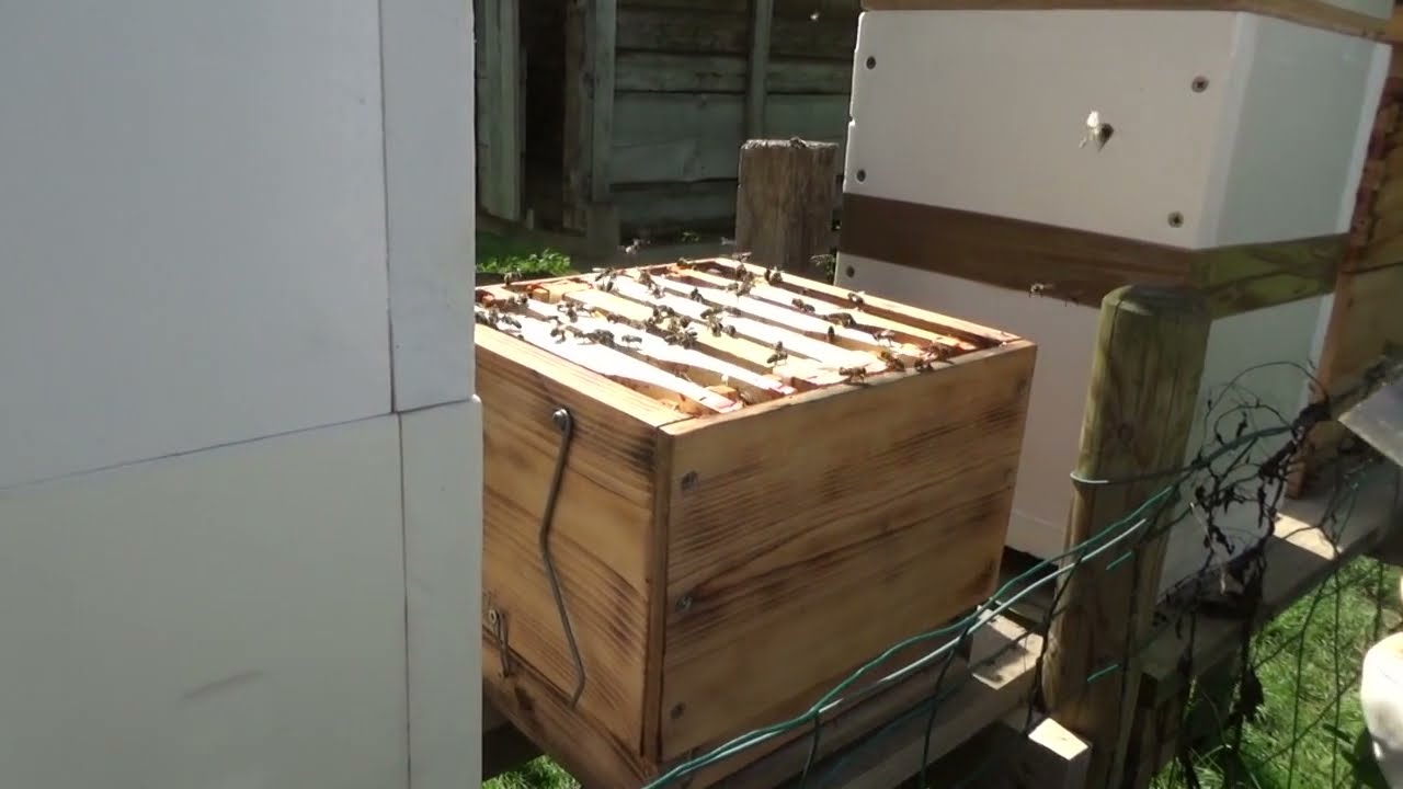 Visite des Miniplus et des nouvelles de mes Carpaticas (24-08-2021)
