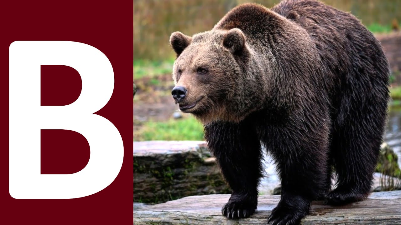 Animal Names | Animals Name starts with Letter B | Learn Animals Name in English | Kids Learning