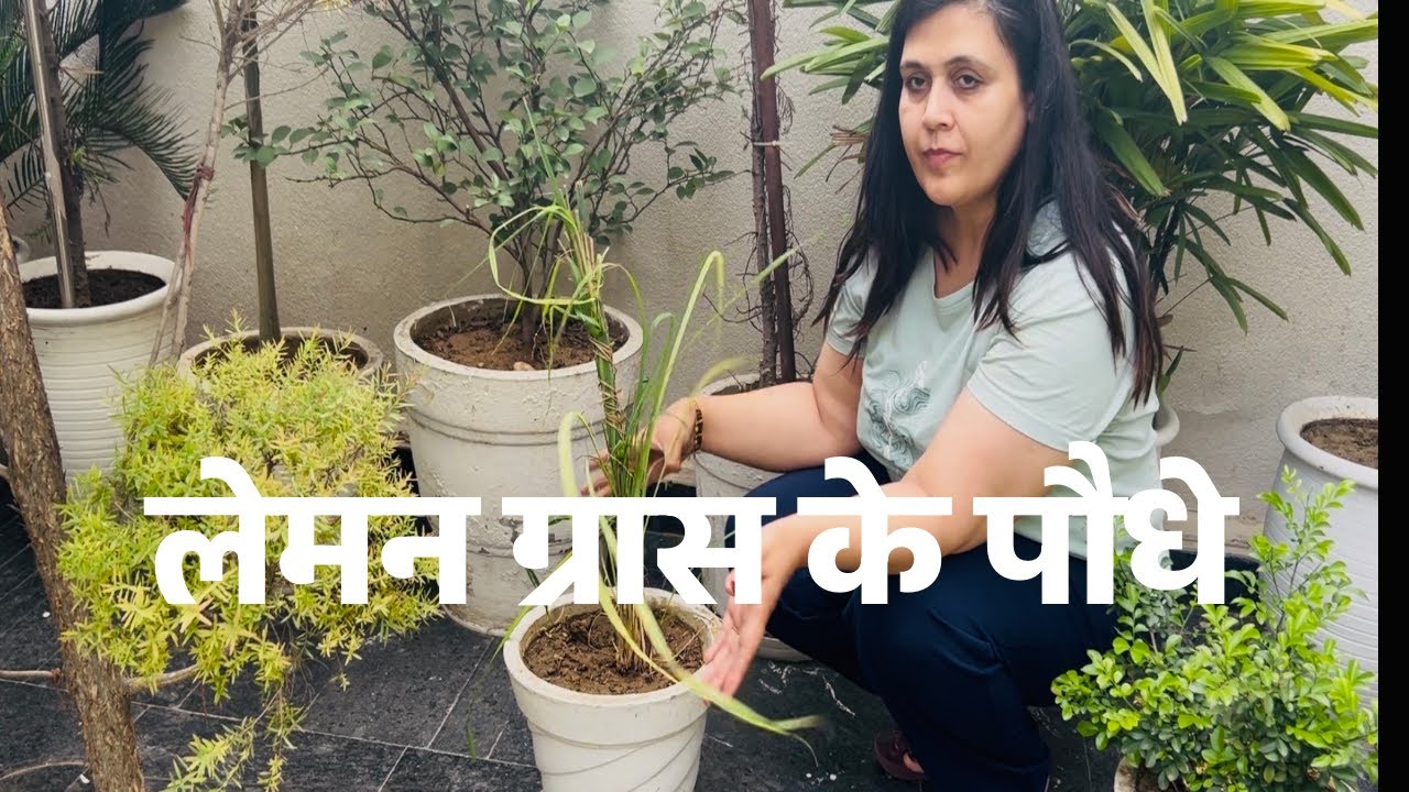 How to care lemon grass and benefits of it #nature #flowers #garden #medicinalplants #gardening 