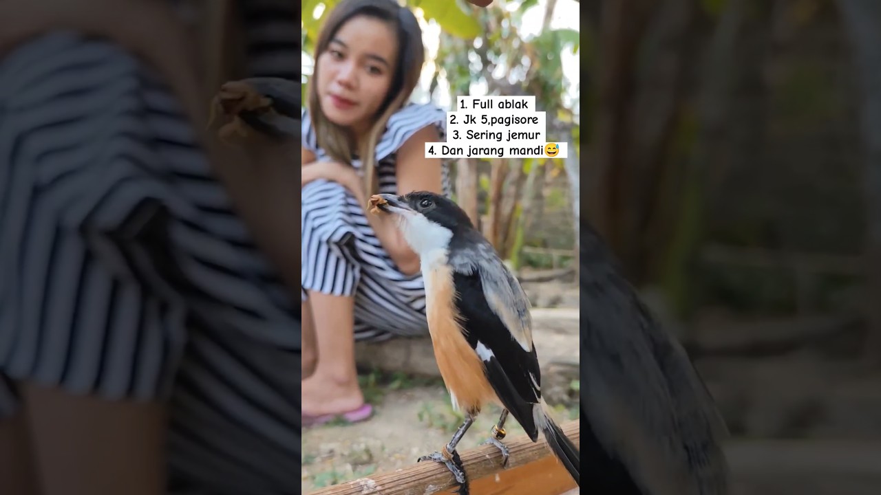 TIPS CENDET TANPA SANGKAR RUJI VIRAL, SIMPEL #kicaumania #wanitakicau #cendetviral #fyp #cendeters