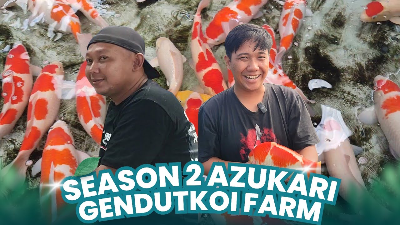 ISTIMEWA....😱‼️Seru Banget Ikut Panen Ikanya Pak Haji Ubet Gendut Koi Farm