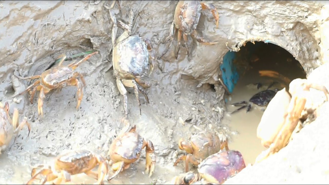 Build Underground Unique Crab Trap Using Plastic Bottle & Pvc Pipe