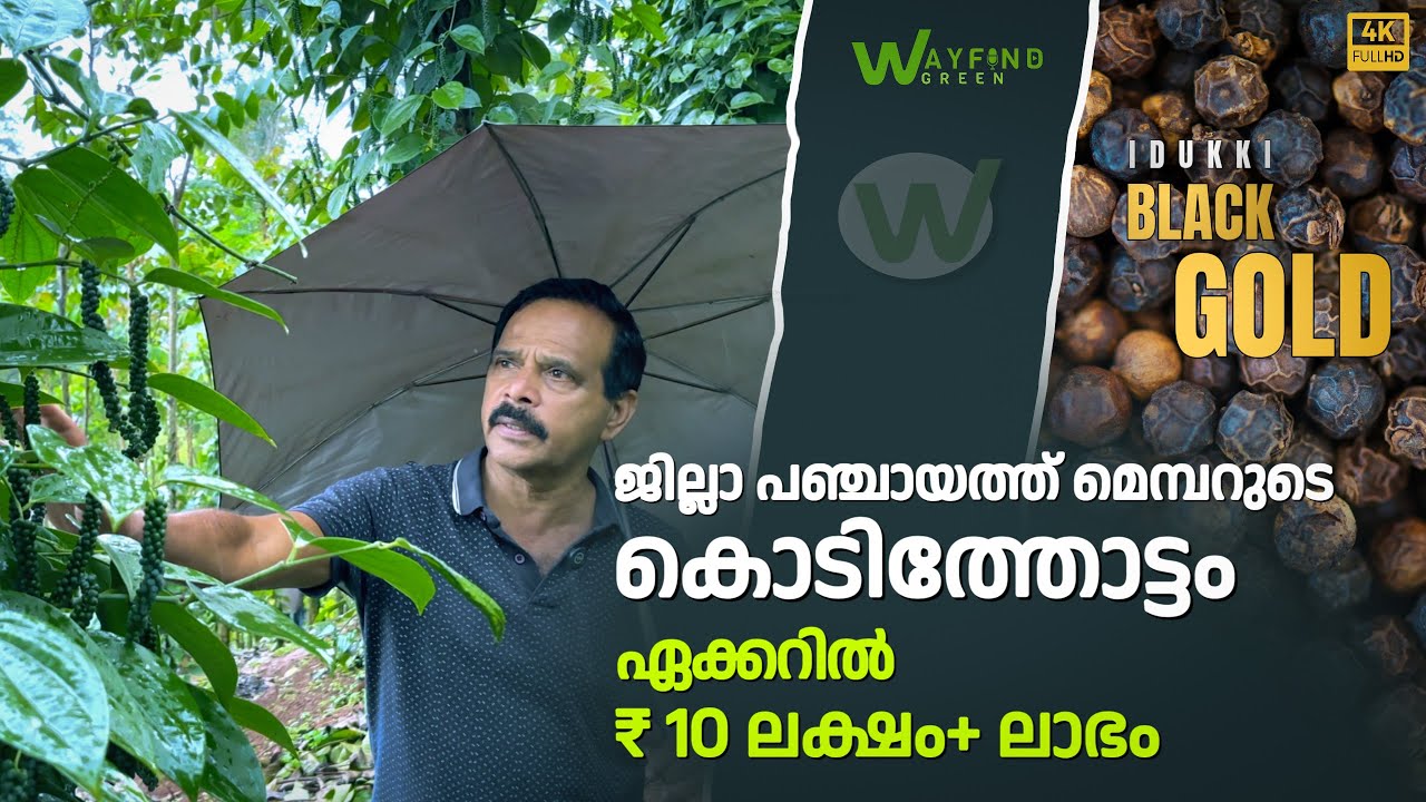 ലാഭം 10 ലക്ഷം, ജില്ലാ പഞ്ചായത്ത് മെമ്പറുടെ കൊടിത്തോട്ടം | Kerala Pepper Farming