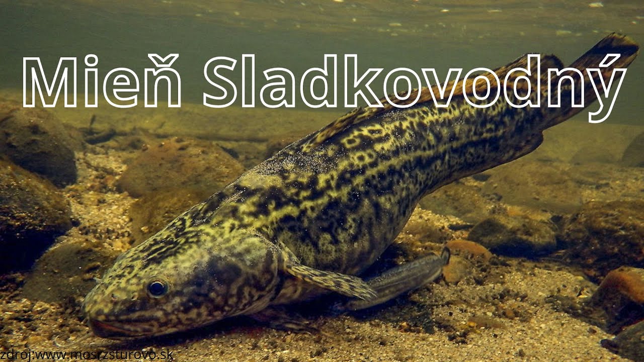 Mieň Sladkovodný / Mník Jednovousý - Lov mieňa  a veľa iného o ňom a jeho živote