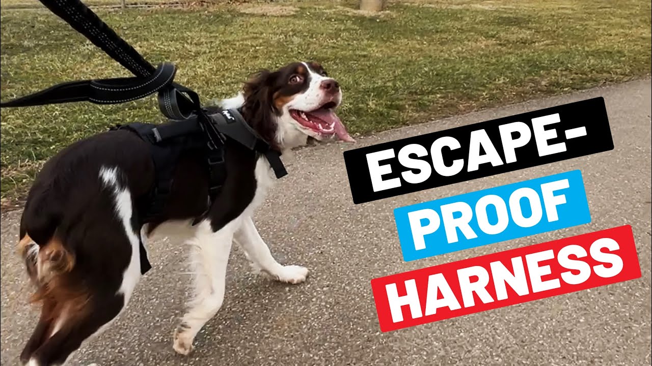 Escape-Proof Dog Harness Review