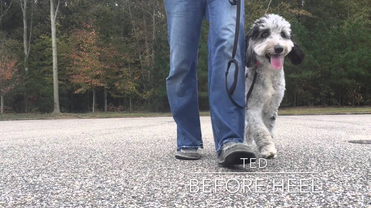 Aussie Doodle puppy Ted: Best Doodle Trainers in Hampton Roads Virginia