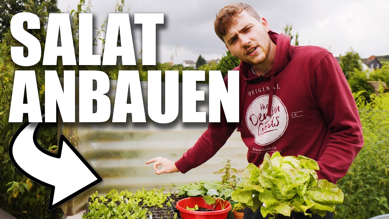 So versorge ich mich GANZJÄHRIG mit SALAT