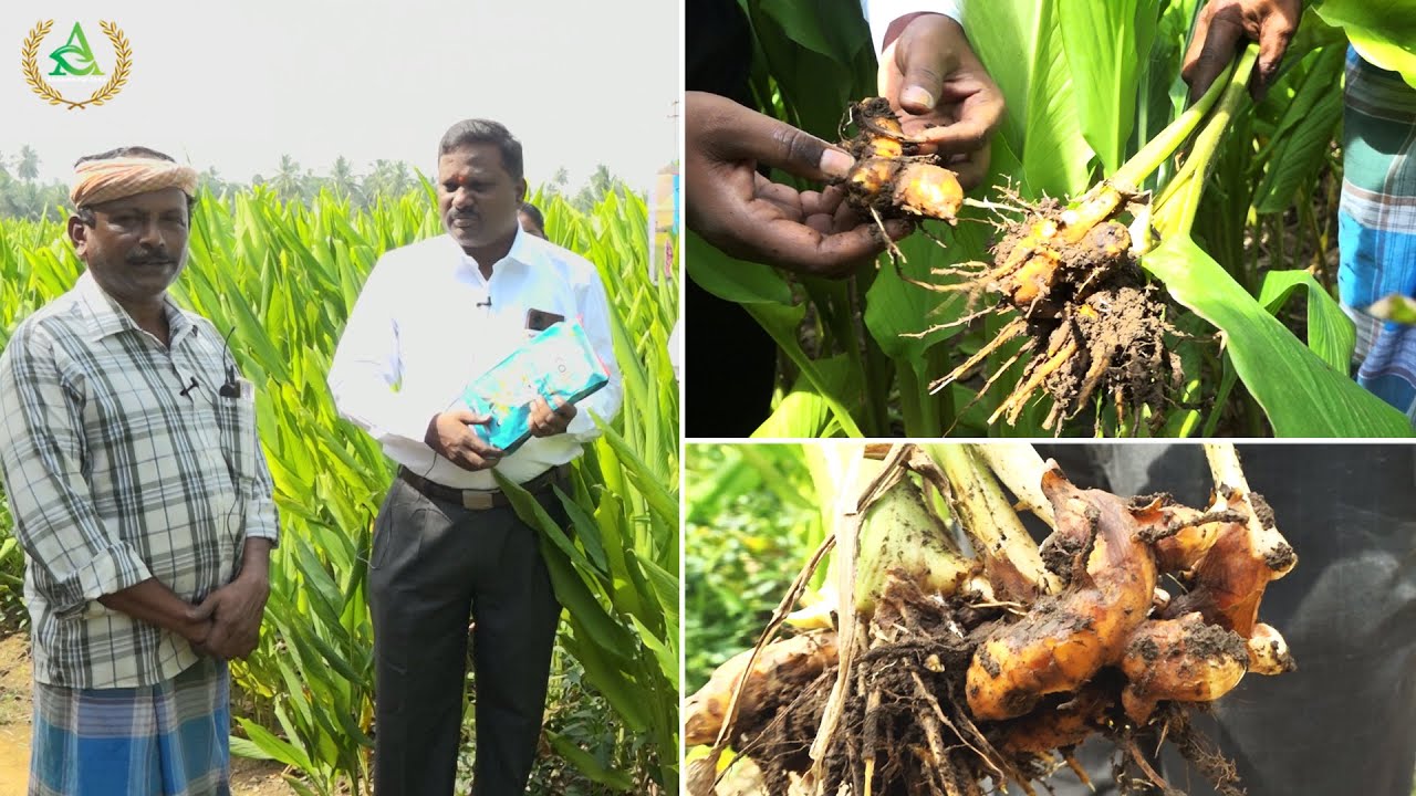 Turmeric cultivation in tamil with prathibha biotech products | Annapurna agri space