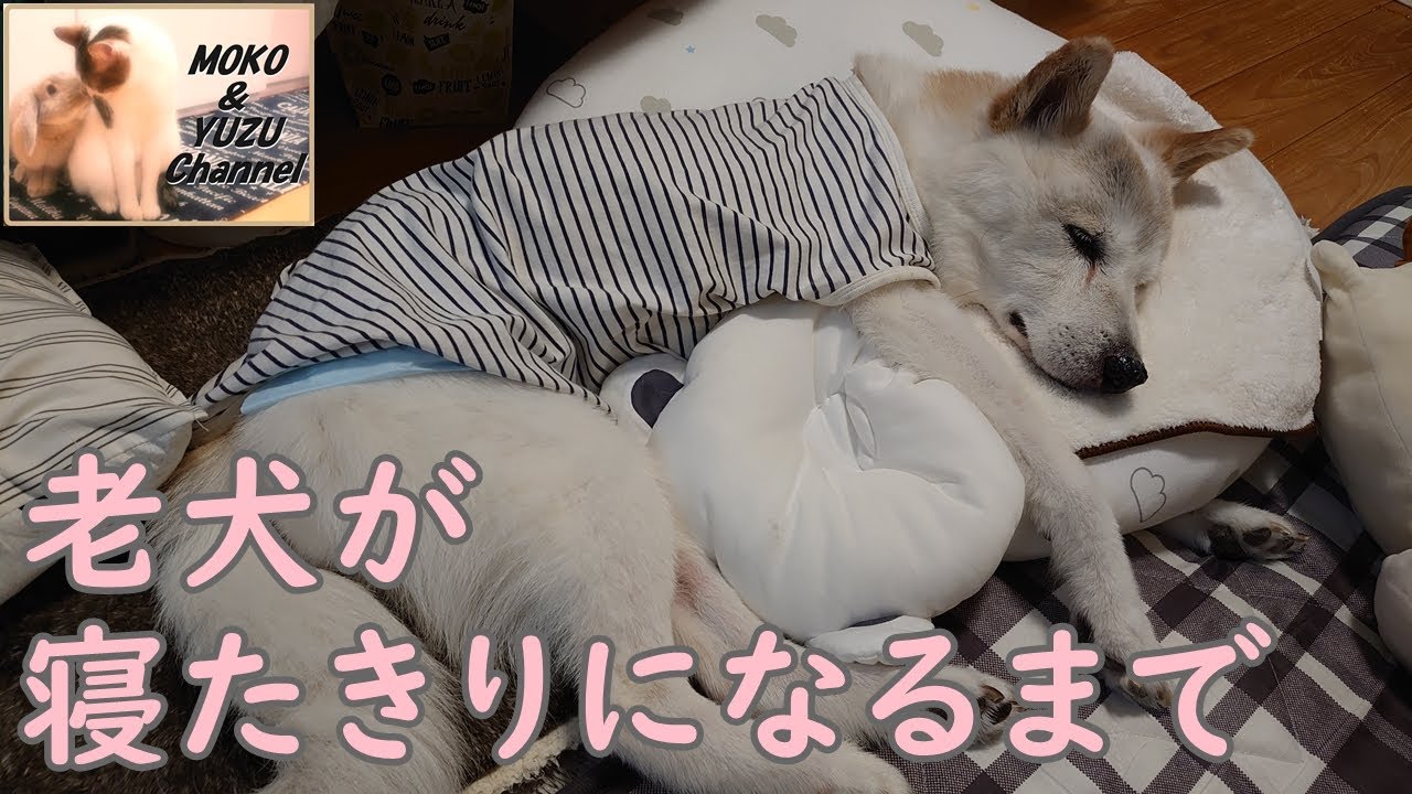【老犬必見】老犬が寝たきりになるまで、認知症の始まり