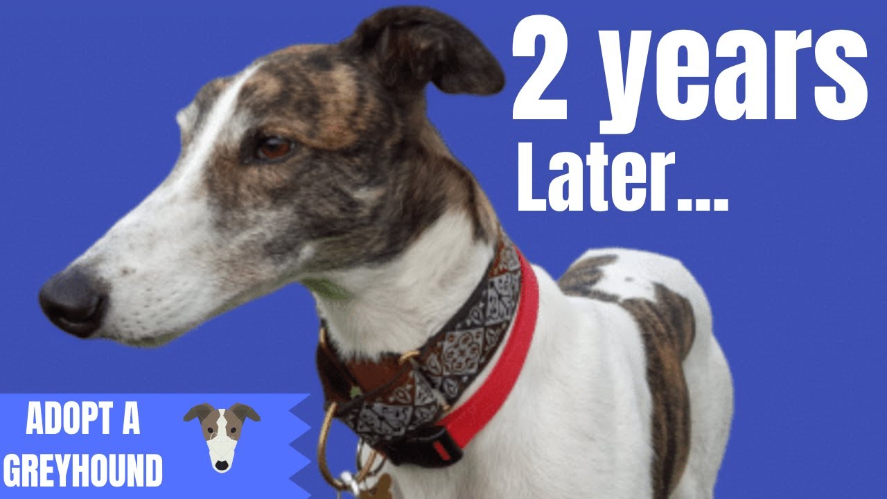 2 years with Magnus - Adopting a Greyhound