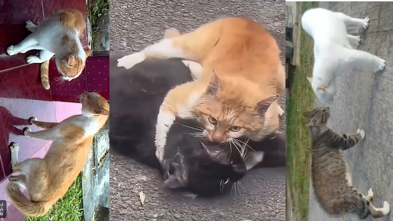Cats fighting savagely😯#foryou #cat #catvideos #cute #catlovers #catshorts 