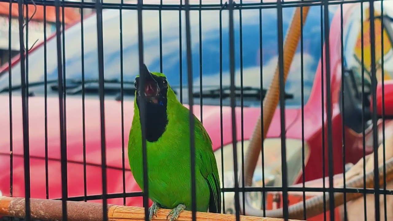 Pancingan cucak ijo supaya cepat bunyi #cucak #ijobig #cucak_ijo 