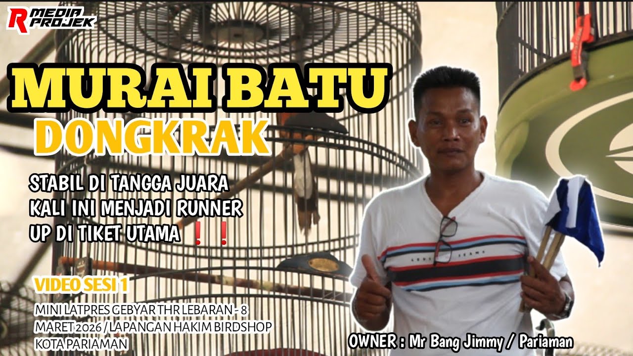 MURAI BATU [ DONGKRAK ] SELALU TAMPIL STABIL DI TANGGA JUARA SIKAT PODIUM 2 DI TIKET UTAMA❗❗
