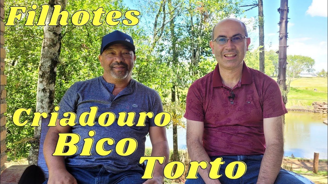 Os filhotes do Criadouro Bico Torto de Nilton Silva.