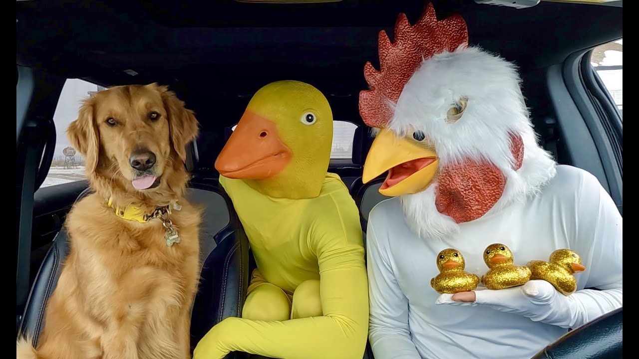 Chicken Surprises Puppy & Rubber Ducky with Car Ride Chase!