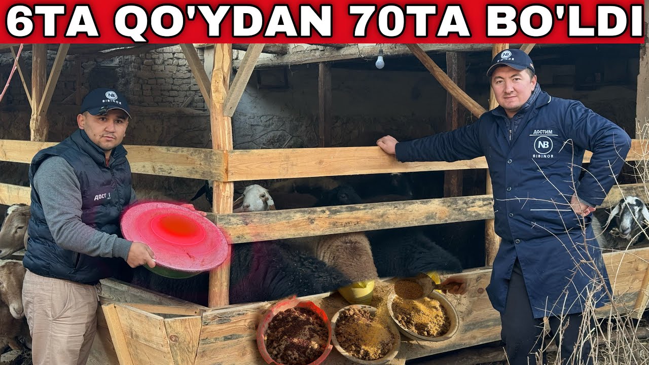 Qo’ydan Foyda Yo’q Deganlar Ko’rsin.Qo’yni Qanday To’g’ri Boqish Kerak #qoy #2024 #qoyboqish