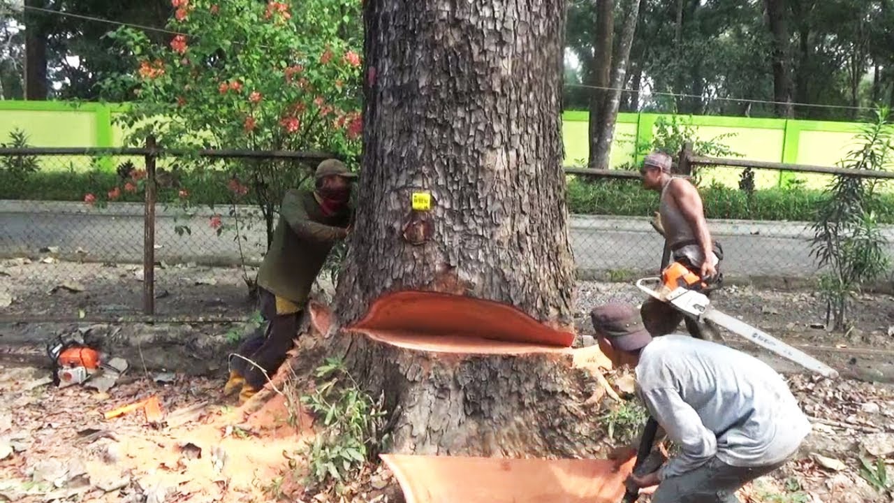 Резка красного дерева Swietenia Mahagony - бензопила STIHL MS 651 и MS 382