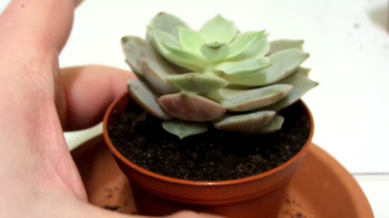 Unintentional ASMR: Repotting a Mystery Echeveria Succulent