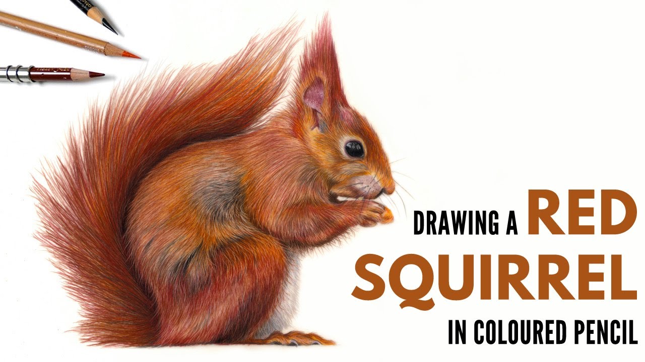 Timelapse | Drawing a Red Squirrel in Colored Pencil | Realistic Wildlife Drawing