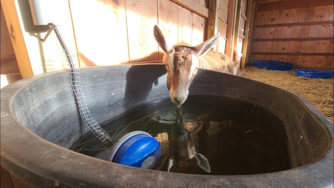 Goat Proof Water Setup - No More Broken Heaters