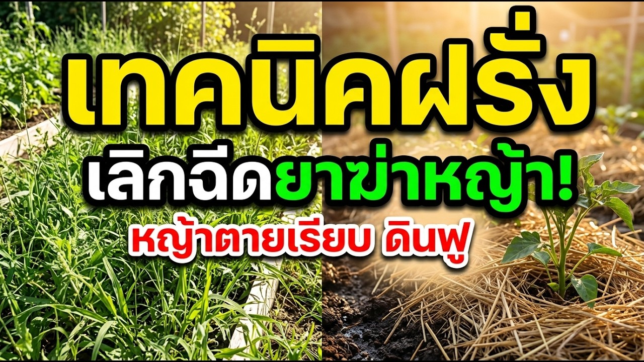 ฝรั่งกำจัดหญ้ายังไง ไม่พึ่งยาเคมี เปิดความลับ เทคนิคห่มดิน ดินฟู หญ้าตายเรียบ!