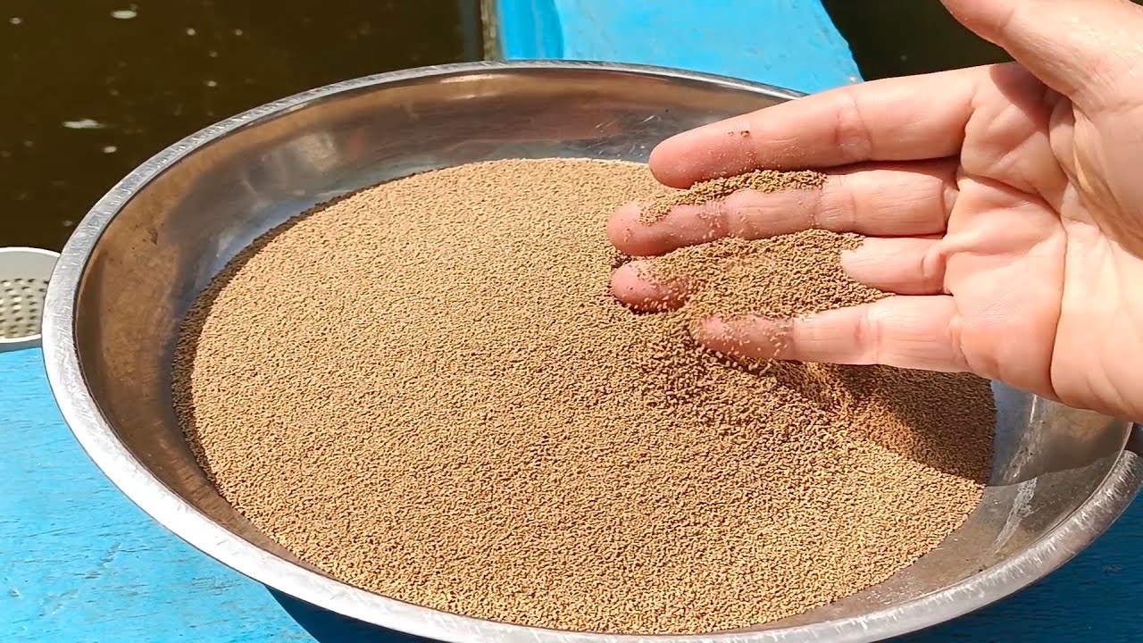 Pakan Larva Ikan Nila Protein Tinggi @Irma Rahmawati