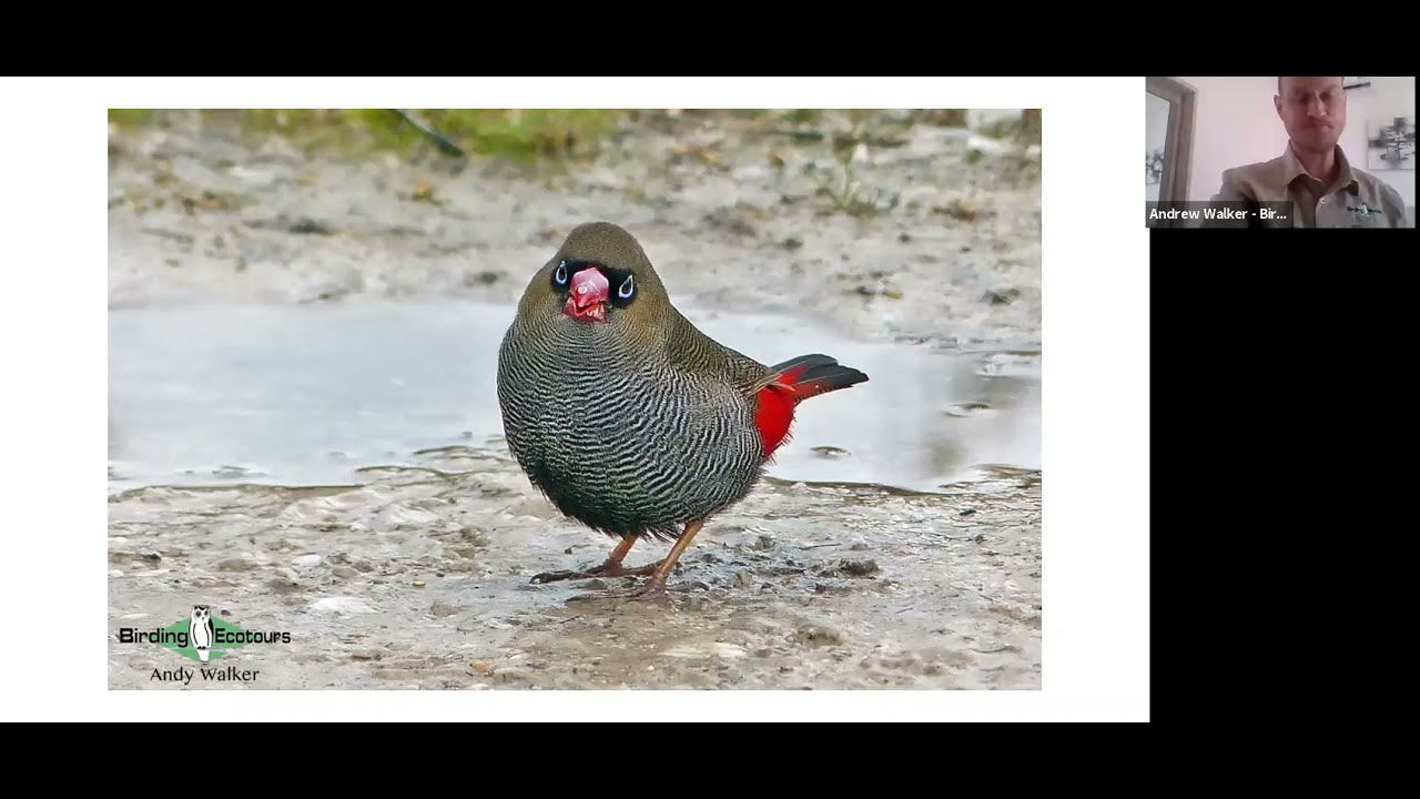The Incredible Birds & Wildlife of Eastern Australia with Birding Ecotours
