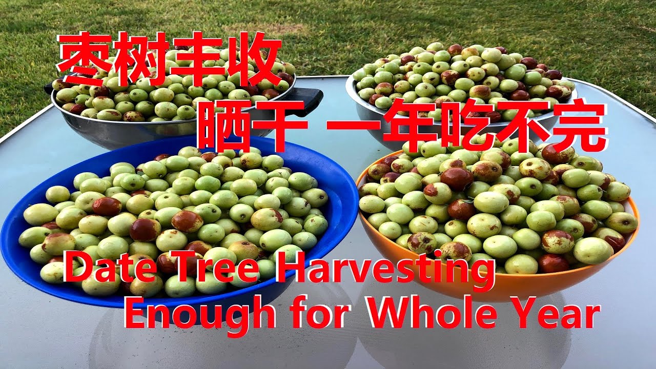 枣树丰收 晒干后 一年吃不完 /Date Tree Harvest, Drying Them, Enough for a Whole Year