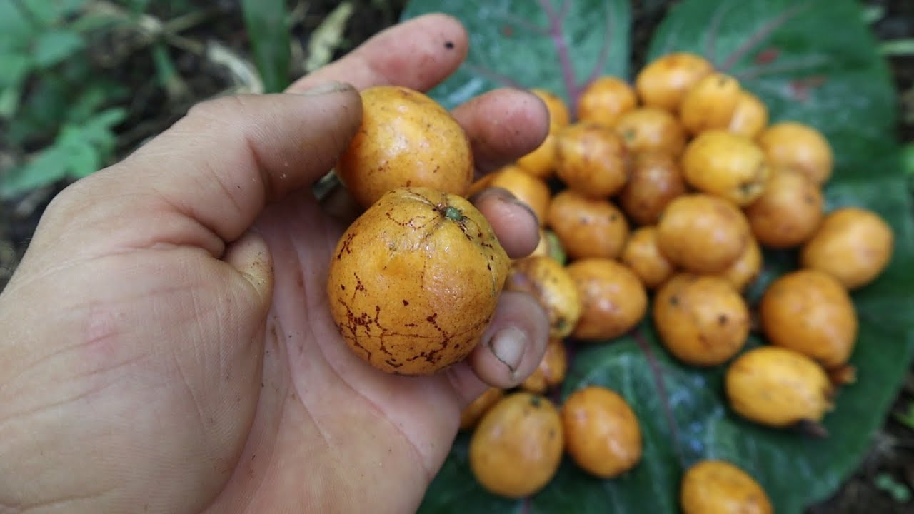 EP43. El Jobo (Spondias mombin) - Fruta silvestre de la America tropical!