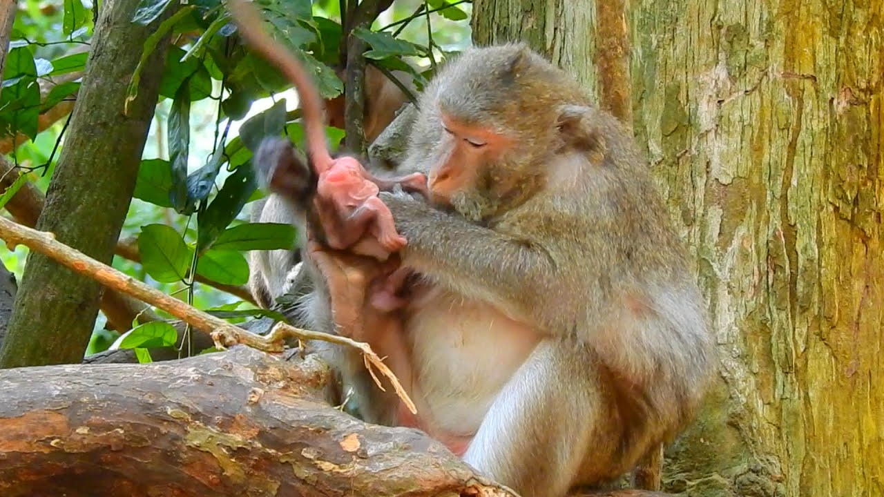 Poor Mother Monkey Tries So Hard To Take Care Her Baby On The Top Of The Tree | Jungle Monkey Life