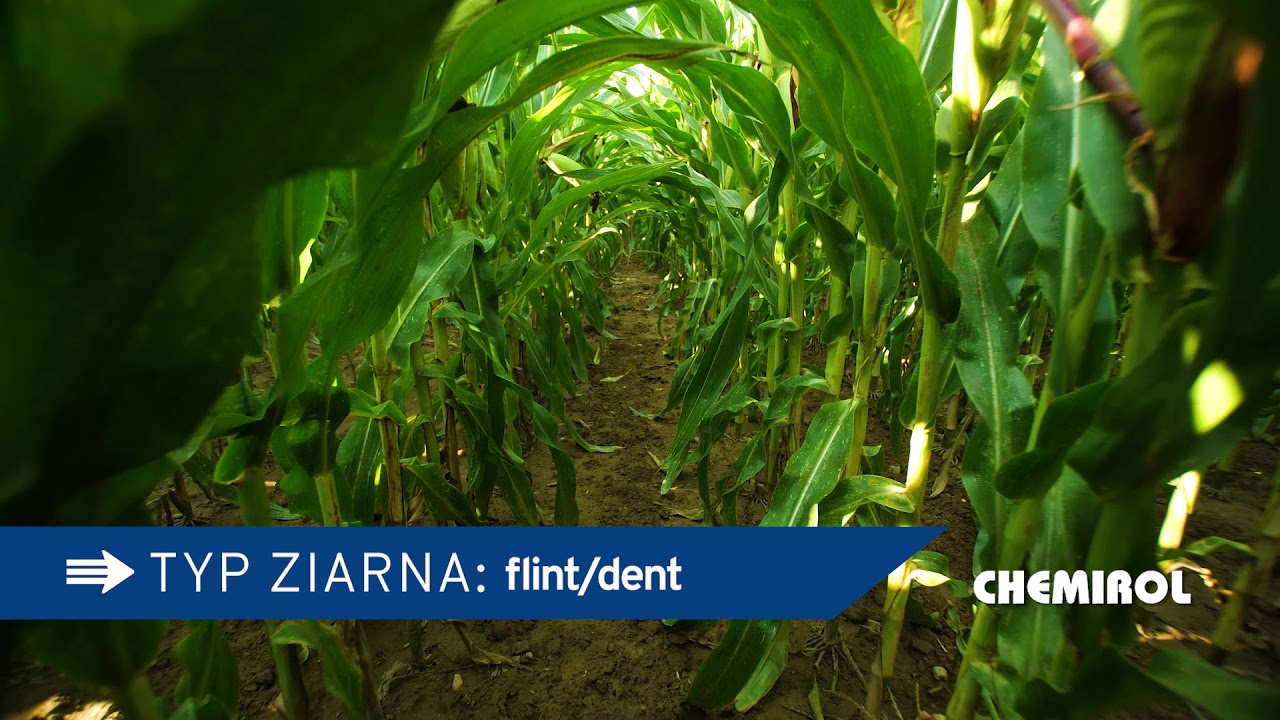KUKURYDZA NA KISZONKĘ MOTIVI CS FAO 260-270