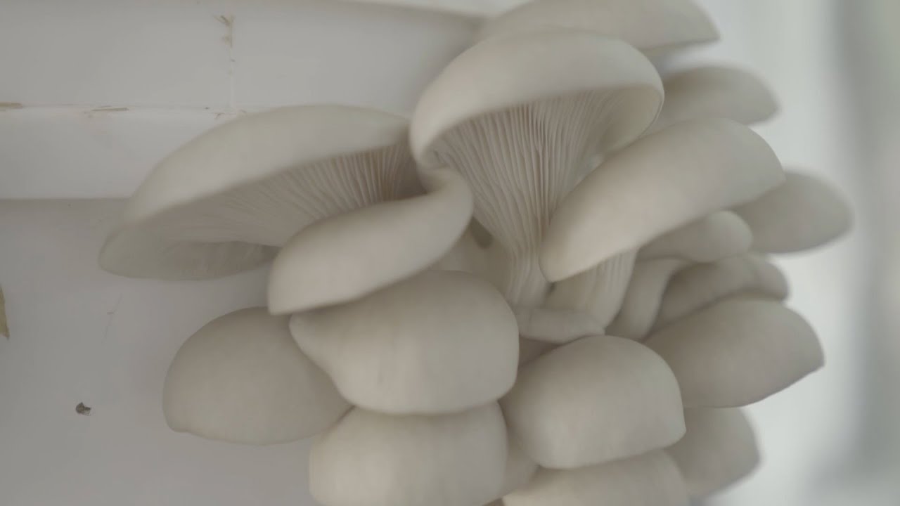Growing Oyster Mushrooms Indoors – STRAW INOCULATION METHODS (4 of 5)