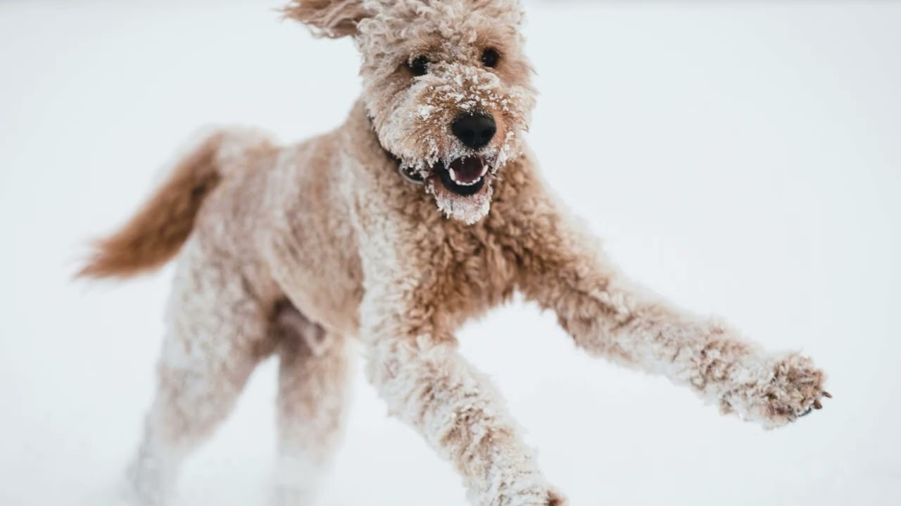 Paws on Snow