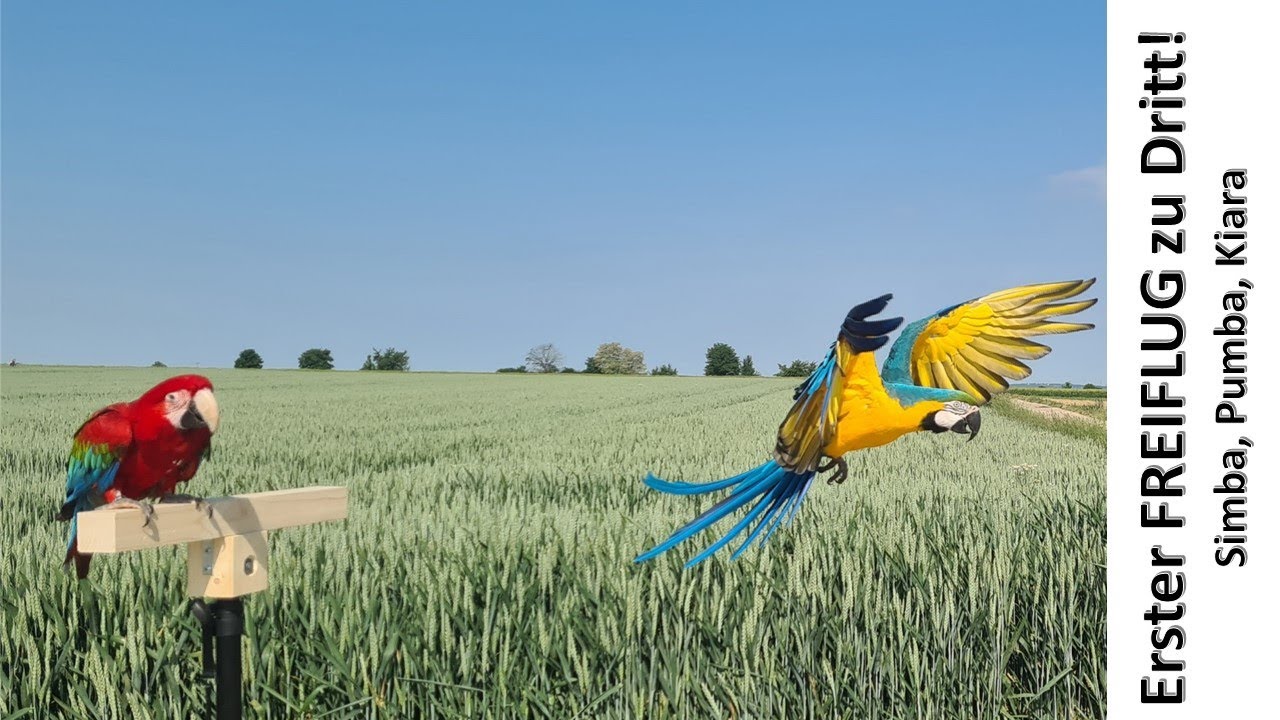 Erster FREIFLUG zu Dritt! Papageien Simba, Pumba, Kiara  - Juni 2023